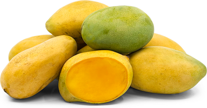 Mallika Mango Fruit Plant - Mangifera Indica