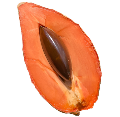 Mamey Sapote Magna Fruit Plants - Pouteria Sapota