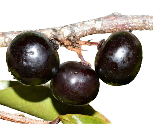 Manila Cherry