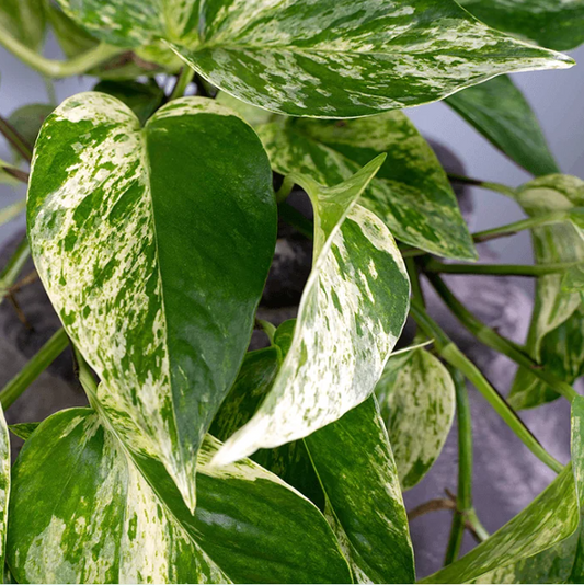 Marble Queen Pothos Plant - Epipremnum Aureum