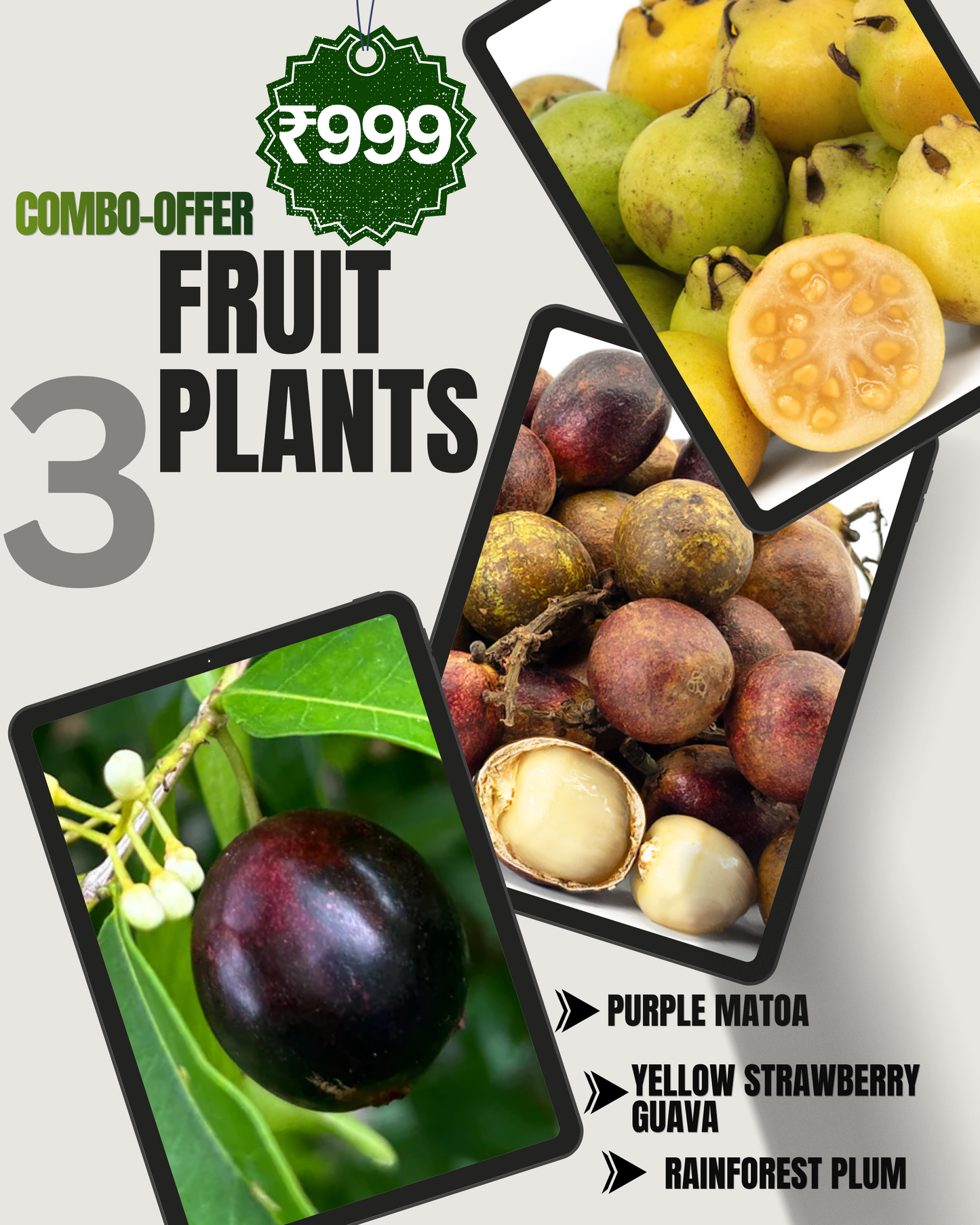 3 Fruit Plant Combo -Only ₹999