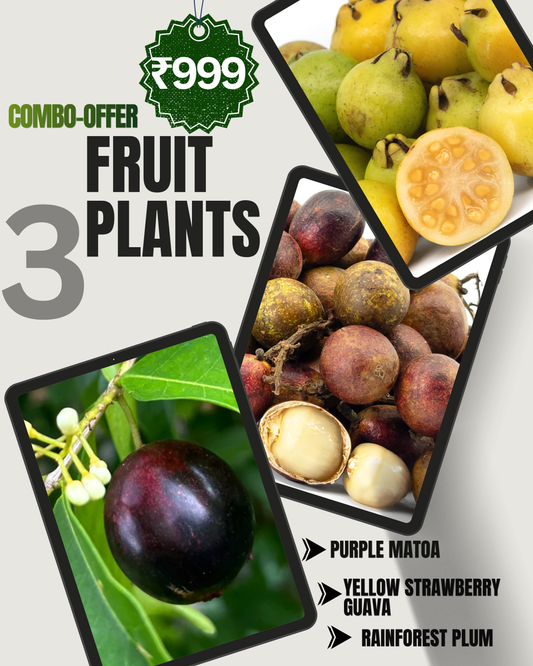 3 Fruit Plant Combo -Only ₹999