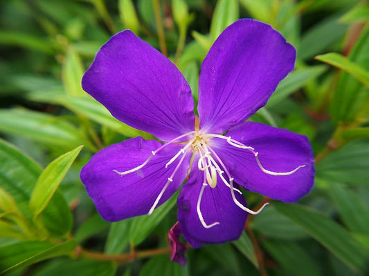 Melastoma Purple Flowering Plant - Melastoma Malabathricum