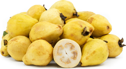 Mexican Cream Guava Fruit Plant - Psidium Guajava