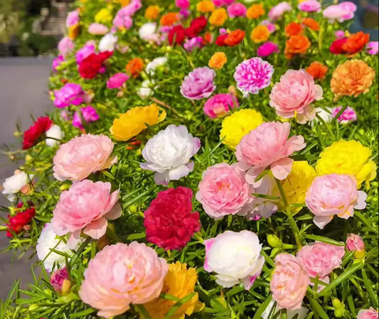 Moss Rose / Portulaca Flowering Plant - Portulaca Grandiflora