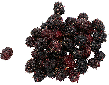Mulberry M2 Fruit Plant - Morus Macroura