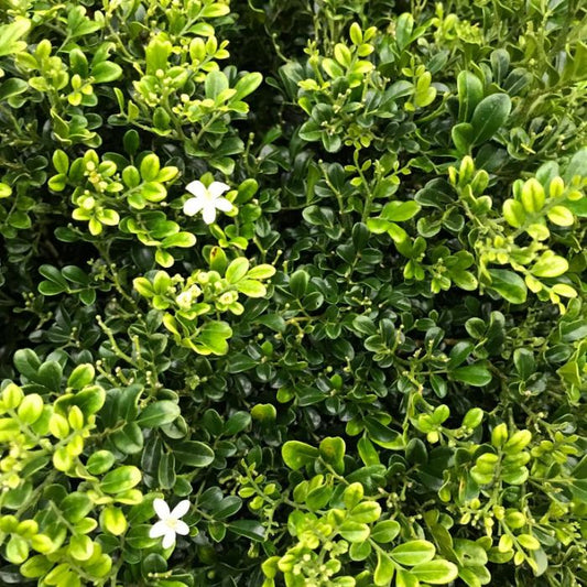 Murraya Dwarf Flowering Plant - Murraya Paniculata SP