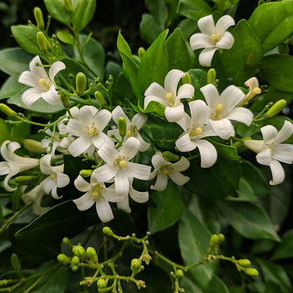 Murraya Flowering Plant - Murraya Paniculata