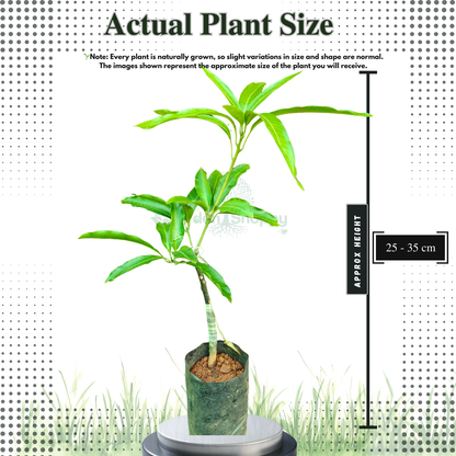 Neelam Mango Fruit Plant - Mangifera Indica