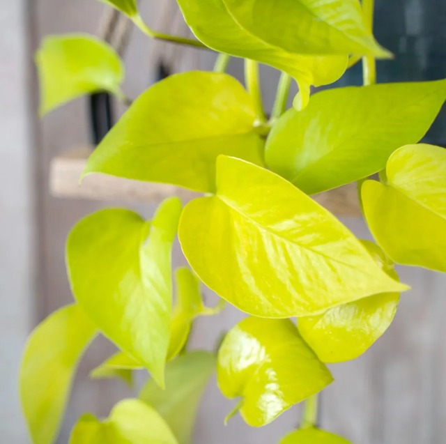 Neon Pothos Plant - Epipremnum Aureum