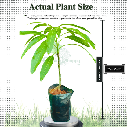 Olor Mango Fruit Plant - Mangifera Indica