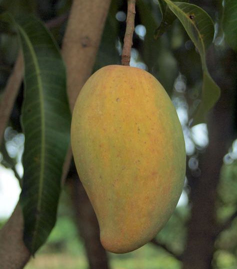 Olor Mango Fruit Plant - Mangifera Indica