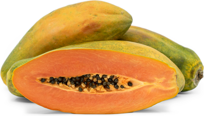 Papaya H4 Fruit Plant - Carica papaya