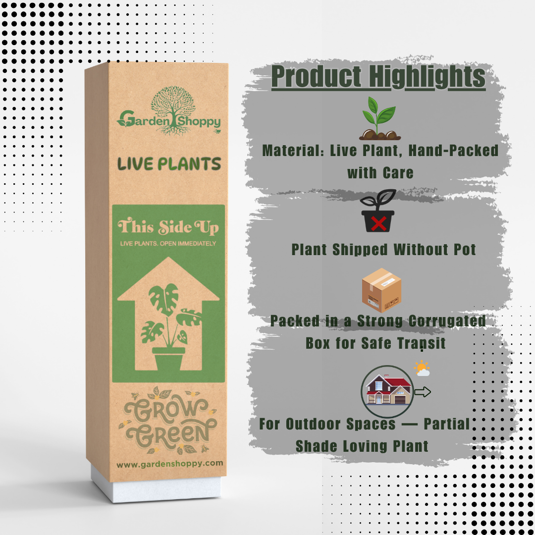 Twisted Red Lipstick Flowering Plant - Aeschynanthus Twister