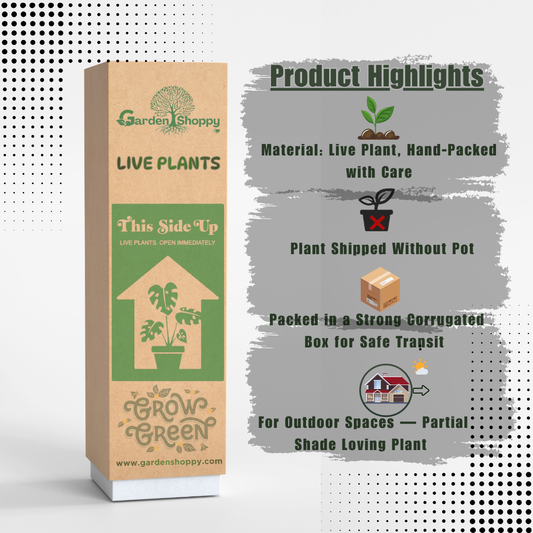 Cryptanthus Absolute Zero Plant - Cryptanthus