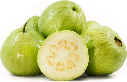 Pearl Guava Fruit Plant