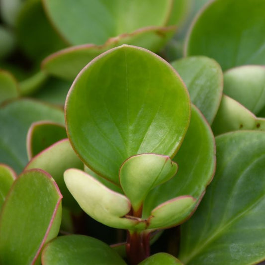 Peperomia Emerald Green Plant - Peperomia Obtusifolia