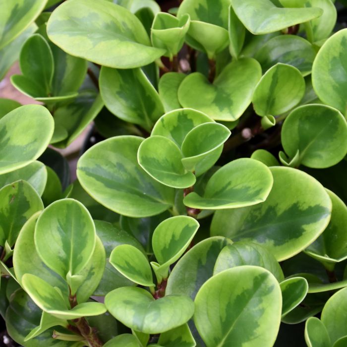 Peperomia Lemon Lime Plant - Peperomia Obtusifolia