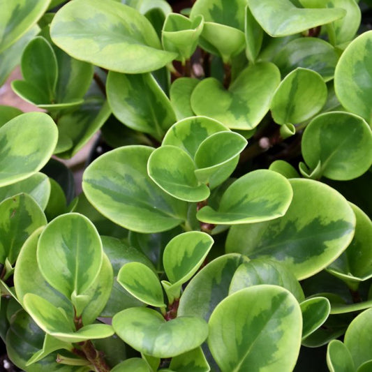 Peperomia Lemon Lime Plant - Peperomia Obtusifolia