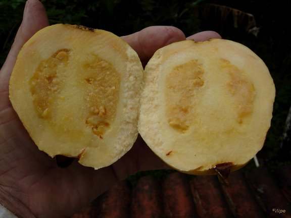 Brazilian Guava Fruit Plant