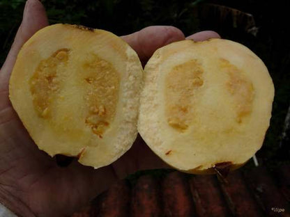 Brazilian Guava Fruit Plant - Psidium Angulatum