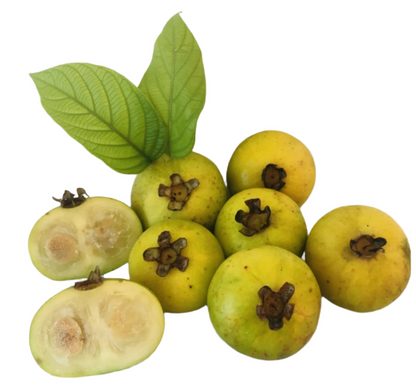 Perfume Guava Fruit Plant - Campomanesia Lineatifolia