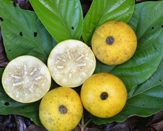 Perfume Guava Fruit Plant - Campomanesia Lineatifolia