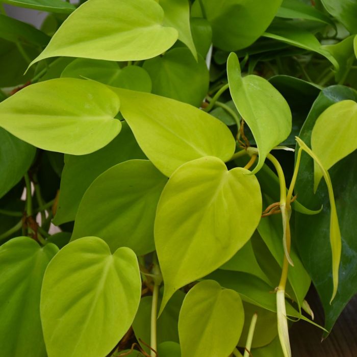 Philodendron Lemon Lime Plant - Philodendron Cordatum
