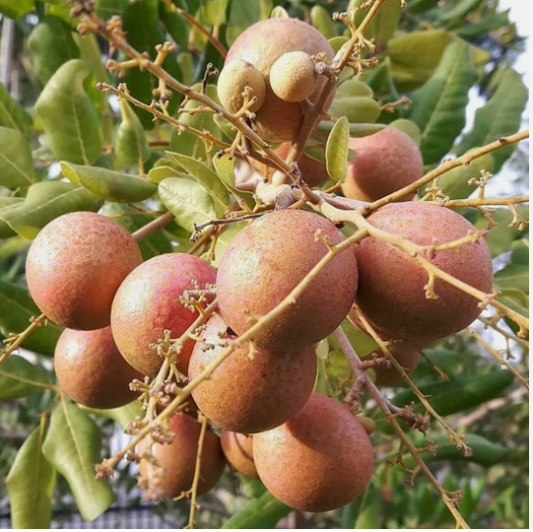 Ping Pong longan Fruit Plant