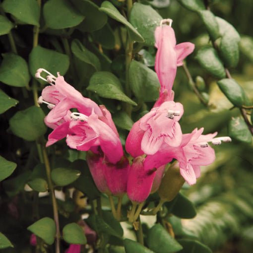 Pink Lipstick Flowering Plant – Aeschynanthus Radicans