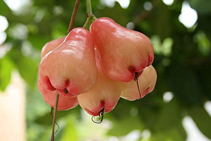 Thai Pink Water Apple Fruit Plant - Syzygium Aqueum