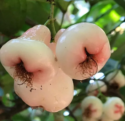Mini Pink Water Apple Fruit Plant - Syzygium Aqueum