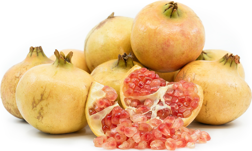 Pomegranate P5 Fruit Plant