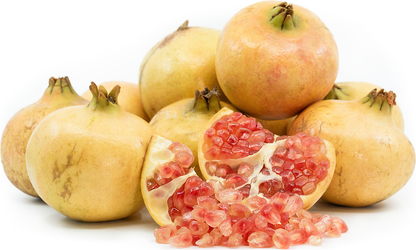 Pomegranate P5 Fruit Plant - Punica granatum