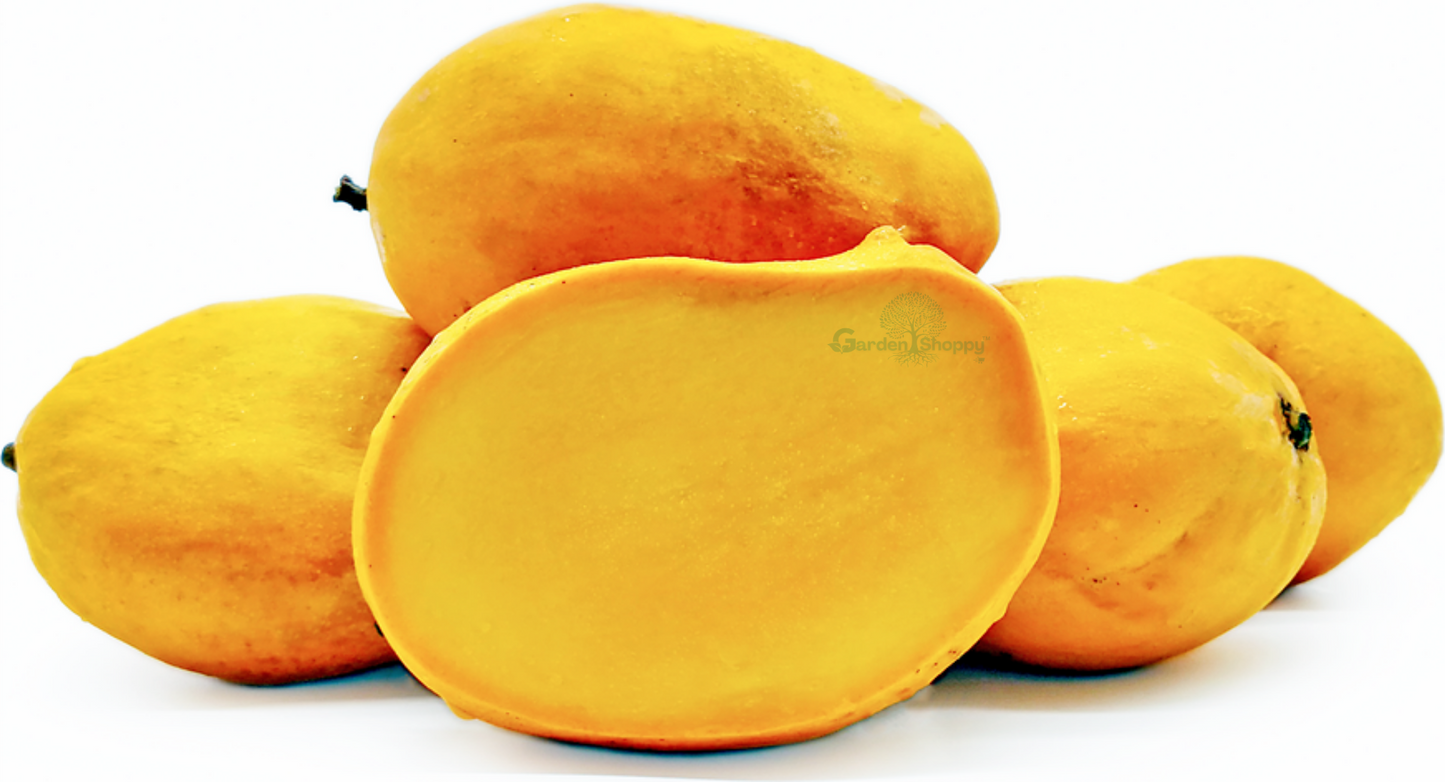 Priyoor Mango Fruit Plant - Mangifera Indica