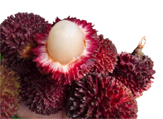 Pulasan Fruit Plant
