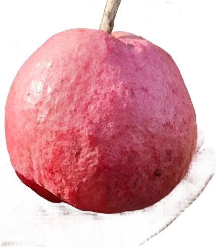 Purple Gaint Guava Fruit Plant