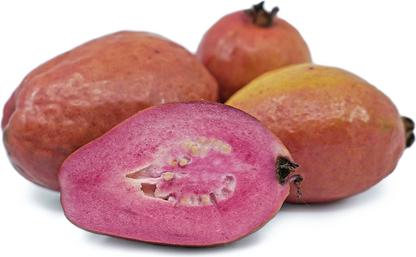 Purple Long Guava Fruit Plant - Psidium Guajava