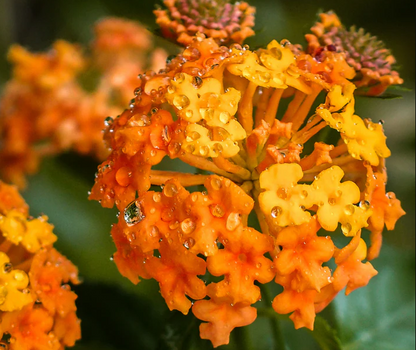 Radiation Lantana Flowering Plant - Lantana Camara 'Radiation'
