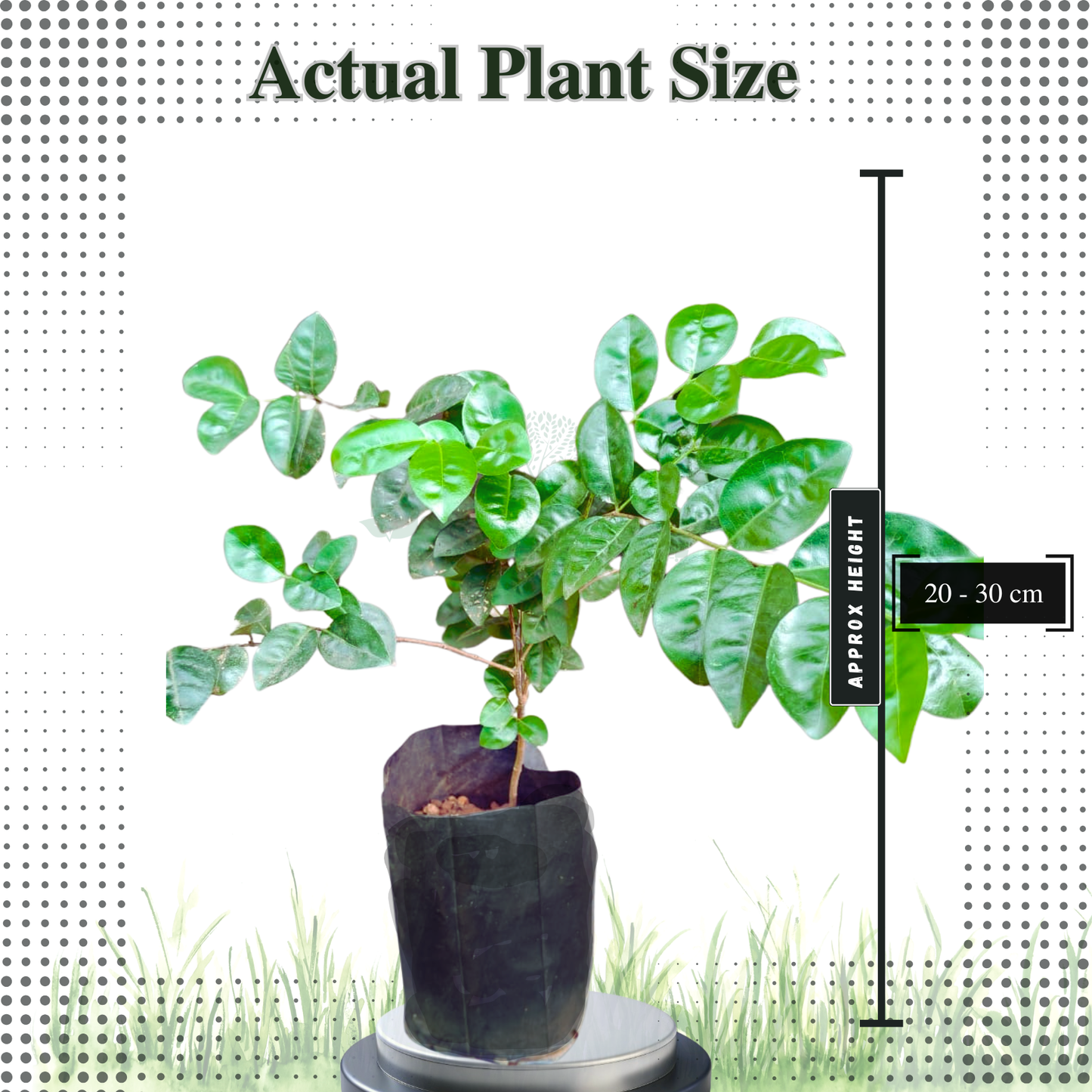 Rainforest Purple Guava Fruit Plant - Psidium Eugeniaefolia