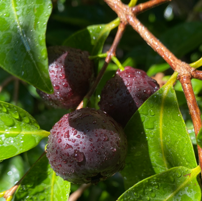 Rainforest Purple Guava Fruit Plant - Psidium Eugeniaefolia