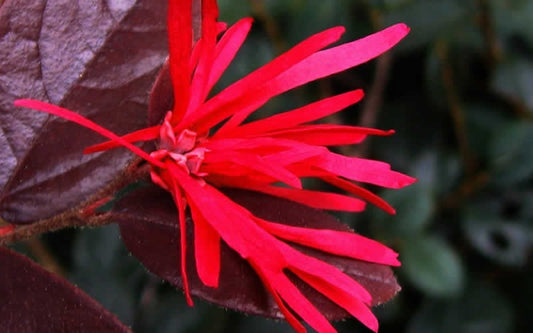Red Diamond Loropetalum Flowering Plant - Loropetalum Chinense Rubrum
