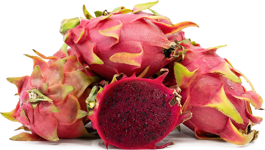 Red Dragon Fruit Plant - Selenicereus Undatus