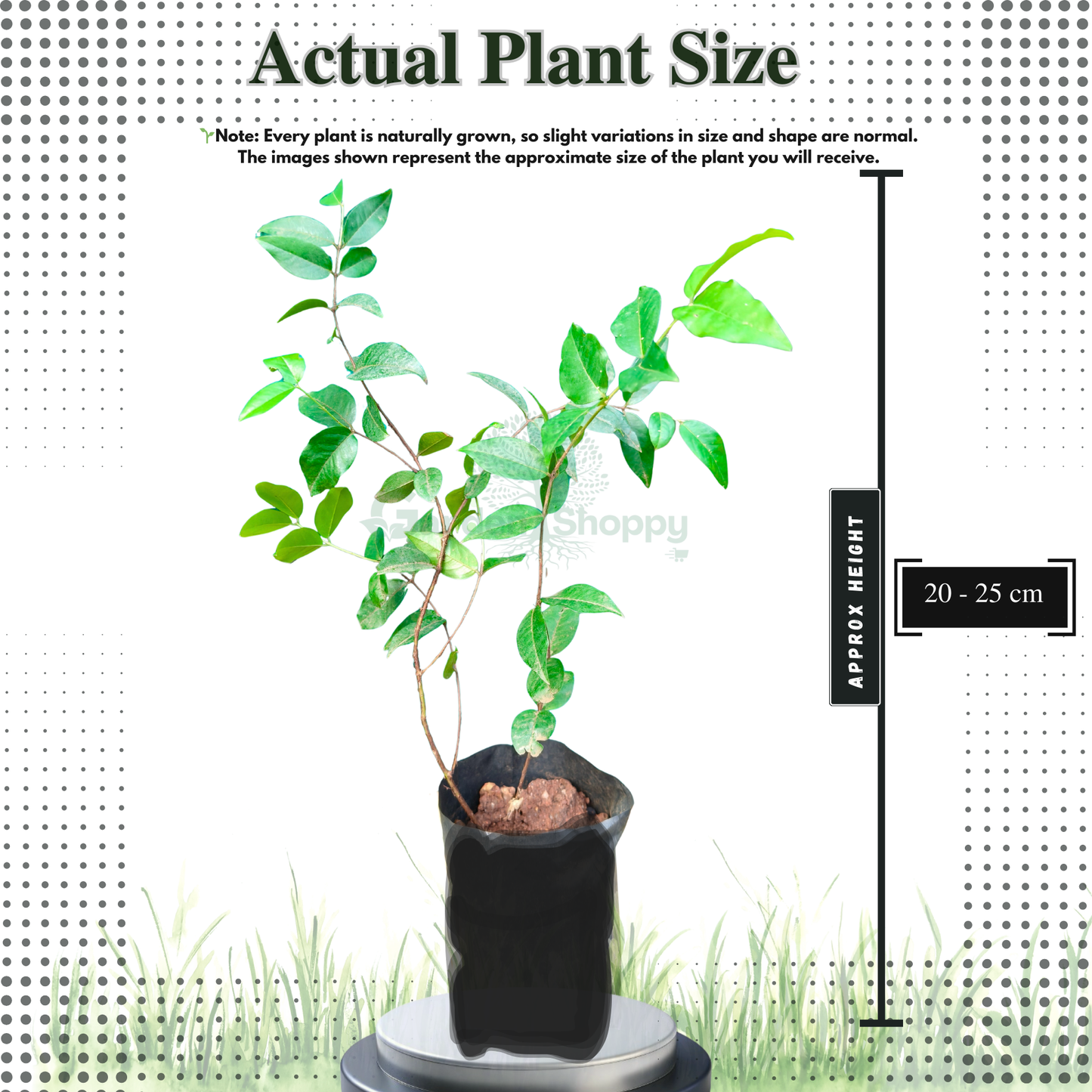 Red Hybrid Jaboticaba Fruit Plant - Plinia Cauliflora X Plinia Aureana