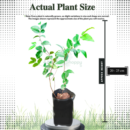 Red Hybrid Jaboticaba Fruit Plant - Plinia Cauliflora X Plinia Aureana