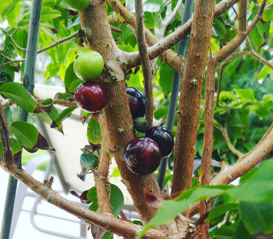 Red Hybrid Jaboticaba Fruit Plant- Plinia Cauliflora X Plinia Aureana