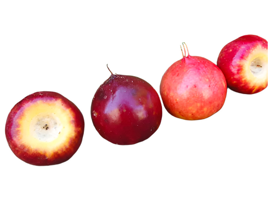 Red Nance Fruit Plant