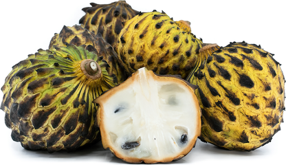 Rollinia Delecusa Fruit Plant - Annona Mucosa