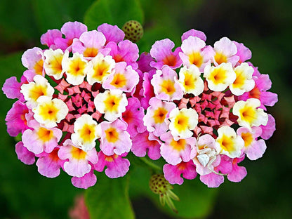 Rose Glow Lantana Flowering Plant - Lantana 'Balandroglim'