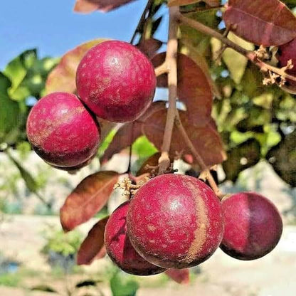Ruby Longan Fruit Plants  - Dimocarpus longan